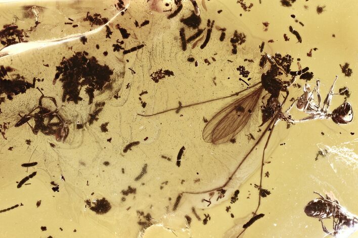 Fossil Crane Fly and Two Ants in Baltic Amber #315371